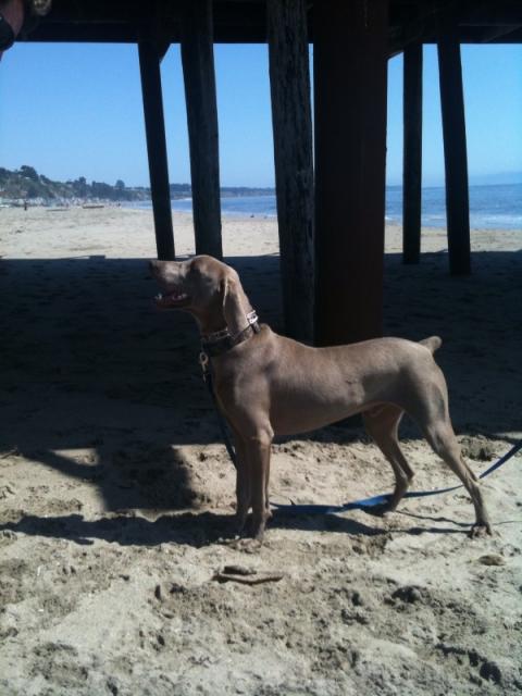 Gunnar at the Beach 3